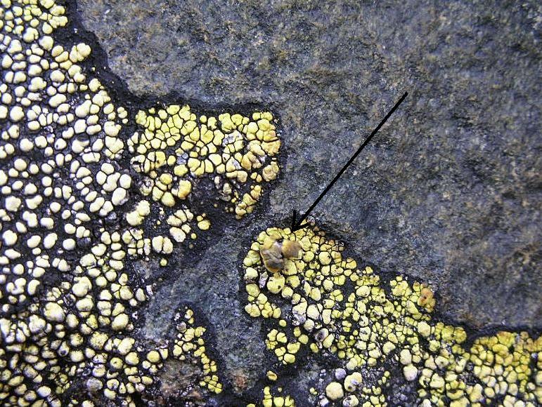 Rhizocarpon  sp. dalla Val d'' Aosta